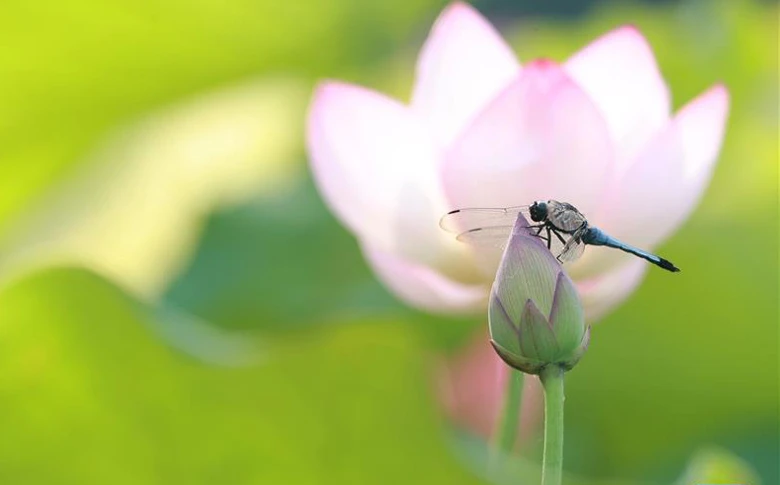 小暑入伏，远日点遇上暴雨——节气里的科学浪漫